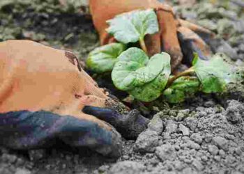 Як посіяти кабачки, щоб отримати ранній врожай: поради з вирощування