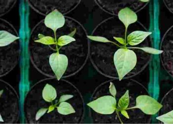 Як виростити здорову розсаду перцю взагалі без пікірування: спростіть собі життя