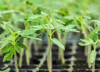 Як виростити розсаду за 10 днів: метод, який варто спробувати вже цього сезону