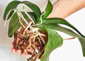 Чи потрібно обрізати орхідею після цвітіння: пояснення садівників