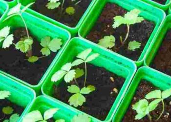 Як легко виростити розсаду полуниці з насіння: поради та найкращі сорти