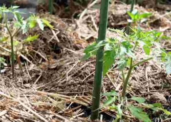 Не робіть цього під час мульчування: 5 помилок, які нашкодять вашим рослинам