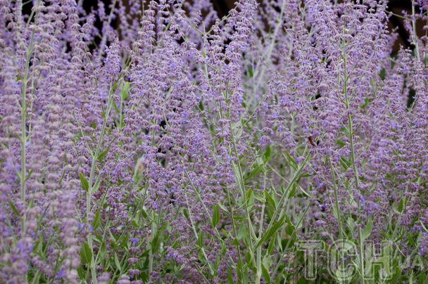 Готуємося до нового садового сезону: топ-15 багаторічних рослин із тривалим цвітінням