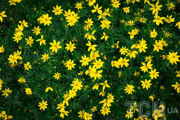 Готуємося до нового садового сезону: топ-15 багаторічних рослин із тривалим цвітінням