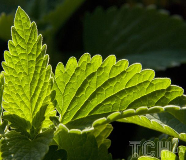 Готуємося до нового садового сезону: топ-15 багаторічних рослин із тривалим цвітінням