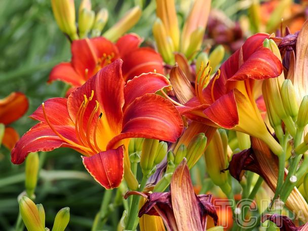 Готуємося до нового садового сезону: топ-15 багаторічних рослин із тривалим цвітінням