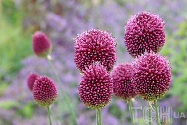 Готуємося до нового садового сезону: топ-15 багаторічних рослин із тривалим цвітінням