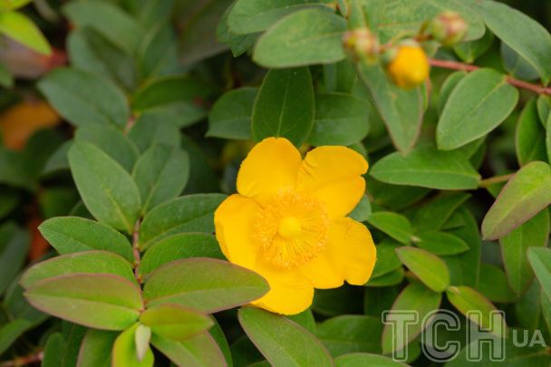 Готуємося до нового садового сезону: топ-15 багаторічних рослин із тривалим цвітінням