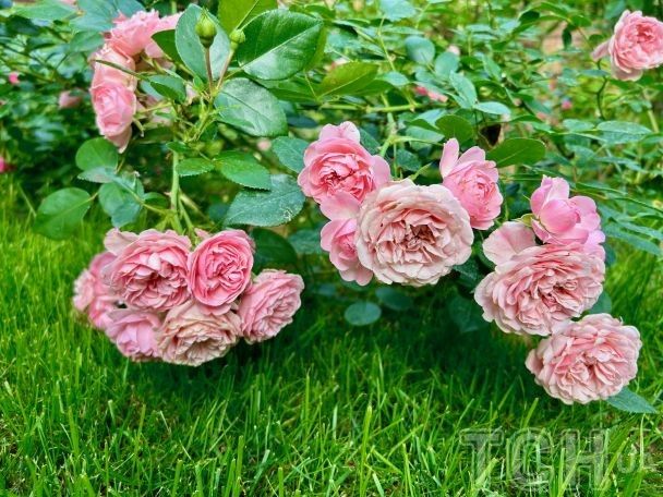 Готуємося до нового садового сезону: топ-15 багаторічних рослин із тривалим цвітінням