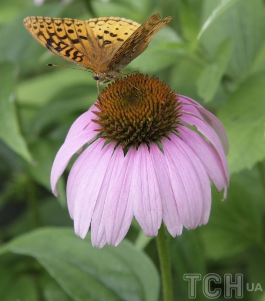 Готуємося до нового садового сезону: топ-15 багаторічних рослин із тривалим цвітінням