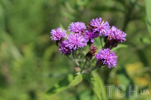 Готуємося до нового садового сезону: топ-15 багаторічних рослин із тривалим цвітінням