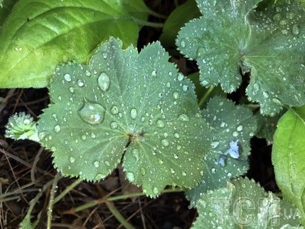 Готуємося до нового садового сезону: топ-15 багаторічних рослин із тривалим цвітінням