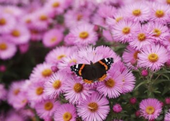 Готуємося до нового садового сезону: топ-15 багаторічних рослин із тривалим цвітінням