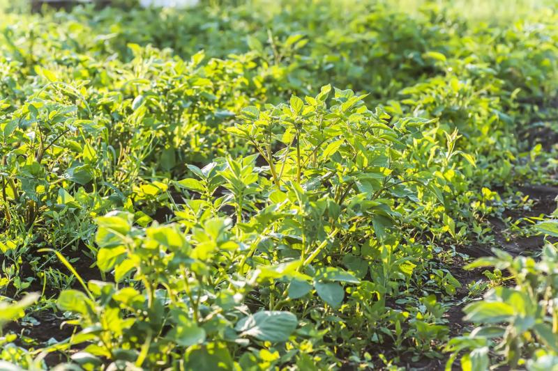 Як не допустити появи бур'янів: лайфхаки