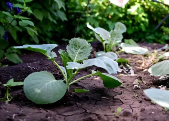 Як не допустити появи бур’янів: лайфхаки