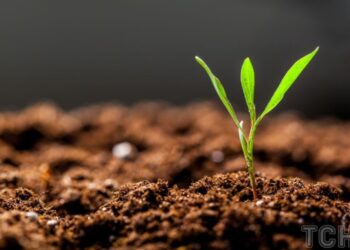 Як “освіжити” старий ґрунт для нового садіння