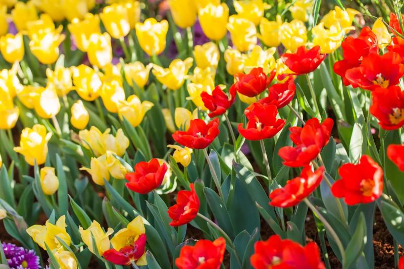 Як підготувати ґрунт для тюльпанів восени