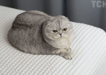 Як позбутися шерсті домашніх тварин на одязі, меблях і постільній білизні