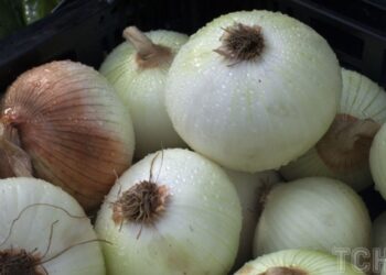 Як правильно зберігати цибулю: корисні поради