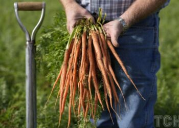 Як правильно зберігати моркву: корисні поради