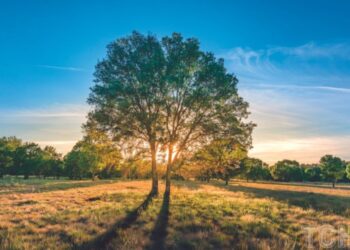 Як видалити кущі та невеликі дерева з глибоким корінням із садової ділянки