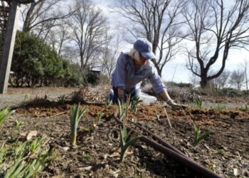 Як виявити грибок у мульчі та позбутися його