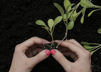 Як використовувати гормон укорінення для успішного розмноження рослин