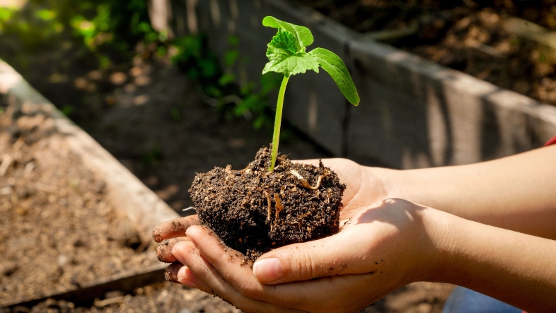 Як вирощувати розсаду з насіння: поради від експертів із садівництва
