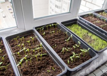 Як вирощувати розсаду з насіння: поради від експертів із садівництва