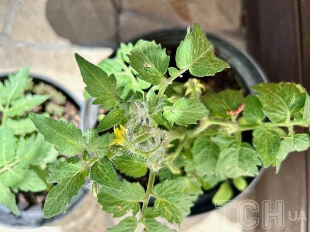 Як виростити здорову та сильну розсаду помідорів: докладна покрокова інструкція від професіоналки