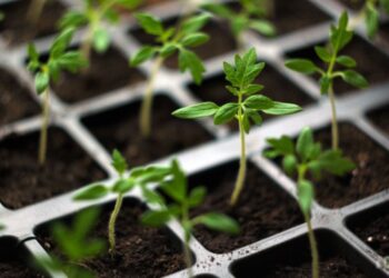 Як виростити здорову та сильну розсаду помідорів: докладна покрокова інструкція від професіоналки