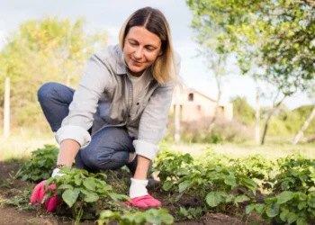 Як зробити добрива з продуктів, які є в кожному домі: лайфхаки