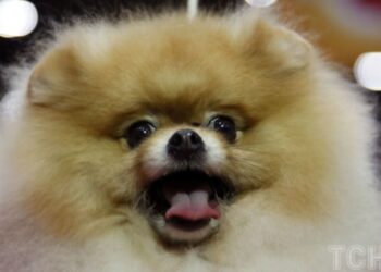 Як зробити натуральний спрей-дезодорант для собак, щоб освіжити шерсть вашого улюбленця