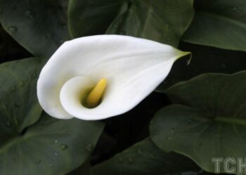 Кімнатна рослина, яка може зупинити розвиток цвілі у ванній кімнаті