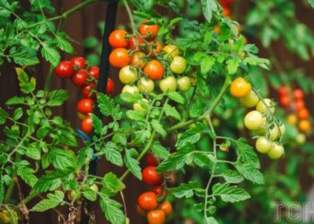 Коли садити город: як вибрати найкращий час, щоб отримати рясний урожай