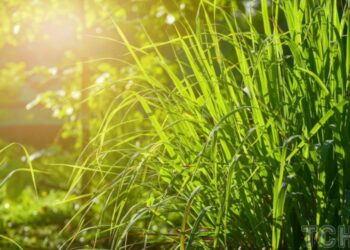 Лемонграс: як вирощувати та доглядати за рослиною