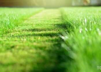 Моховий газон: як виростити невибагливе у догляді покриття для тінистих дворів