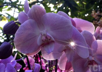 Найкраще добриво для орхідей: корисні поради