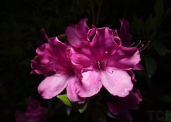 Найкращі добрива для азалії: як їх використовувати для яскравого цвітіння