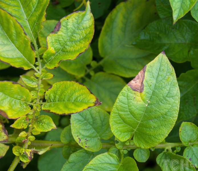 Найпоширеніші хвороби садових рослин: 5 проблем, яких потрібно уникати