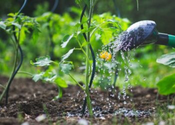 Найпоширеніші хвороби садових рослин: 5 проблем, яких потрібно уникати