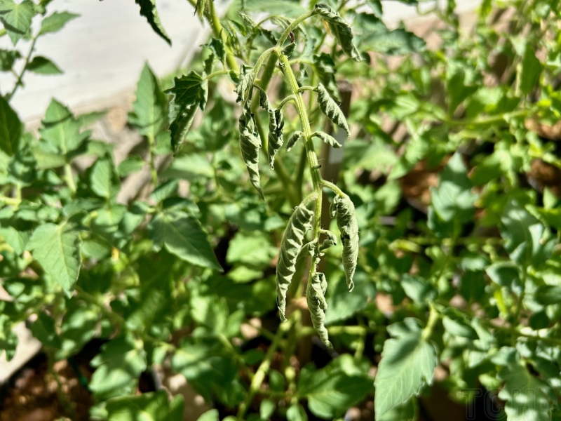 Найпоширеніші хвороби садових рослин: 5 проблем, яких потрібно уникати