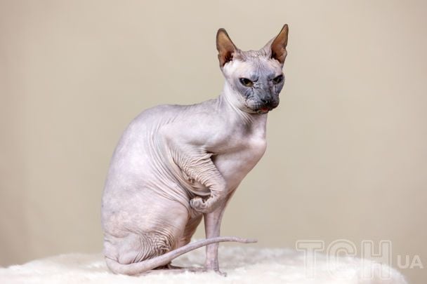 Породи кішок, з якими буде дуже тяжко жити поруч