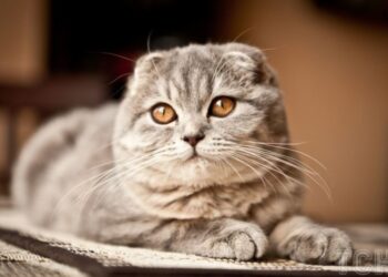 Породи кішок, з якими буде дуже тяжко жити поруч