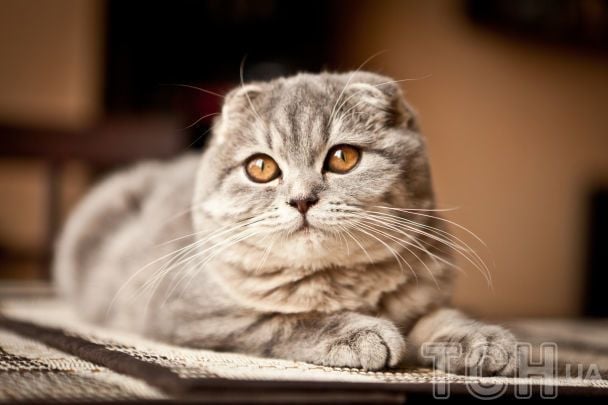 Породи кішок, з якими буде дуже тяжко жити поруч