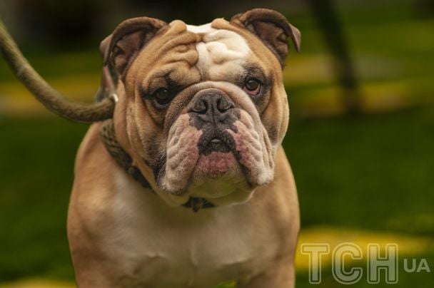 Породи собак, які підійдуть зайнятим людям