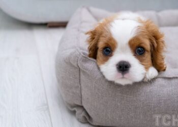 Про що думає та що відчуває собака, коли ви залишаєте його вдома на самоті