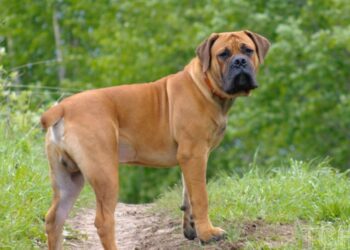 Про що може попереджати колір собачого нашийника і чому важливо вибирати його свідомо