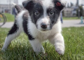 Що робити, щоб цуценя вас не кусало: поради експерта