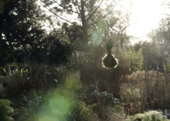 Що робити з подвір’ям, у якому затримується вода